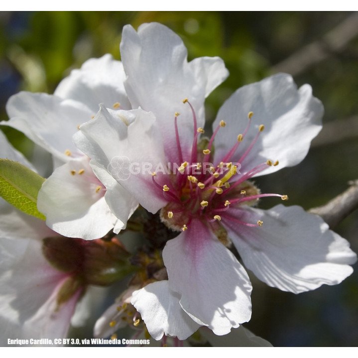 Amandier Largueta,Prunus amygdalus var. Largueta image